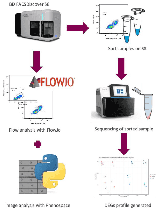 Image-enabled cell sorting for cellular drug response